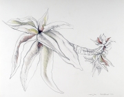 Engel_Charlene_1_better