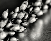 Peroni_Cyd_2