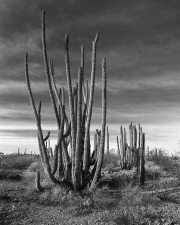 Organ-Pipe_web