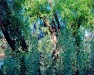 Lin_Wen-Hang_1_