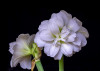 NS-2021-Szoke_Audrey_2 NS-2021-Szoke_Audrey_2