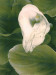 NS-2021-Tarara_Theresa_3 NS-2021-Tarara_Theresa_3