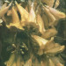 NS-2021-Tarara_Theresa_4 NS-2021-Tarara_Theresa_4
