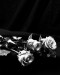 NS-2021-Ticknor_Marilyn_4 NS-2021-Ticknor_Marilyn_4