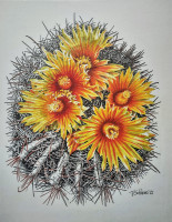schilens_tim_3