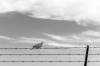 NS24-Luccarelli_Luigi_6