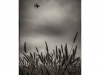 Holeman_Art_1 Holeman_Art_1