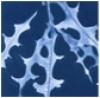 Nature Printing