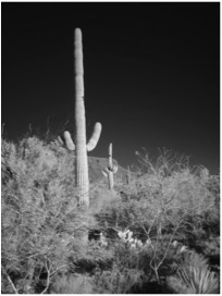 IR Saguaro B&W Scene