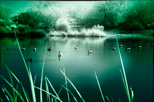 Infrared Ducks on a pond 2 Margaret Wright