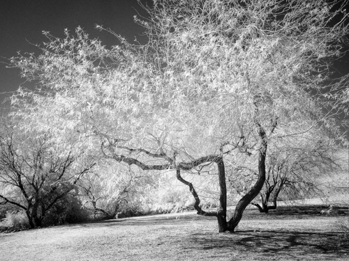 Infrared IR27-Richard Fee