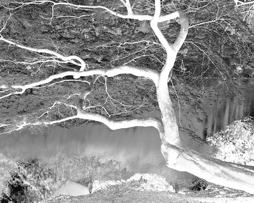 Shinjuku Tree Over Water B&W Neg 3 500x400px