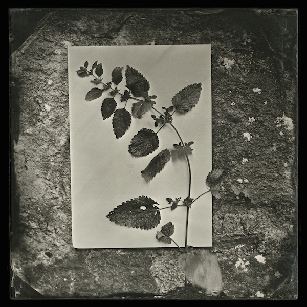 11 Lehon 600x600px
