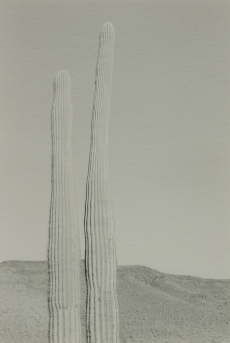 Timmerman-Bill_TwoSaguaros