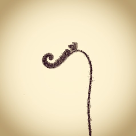 Christmas Fern Fiddlehead - Polystichum Acrostichoides 0687 by Joshua White