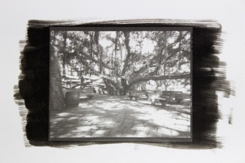 Banyan Tree 1-15