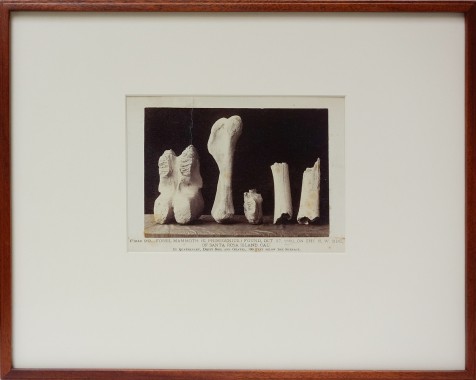 Mammoth