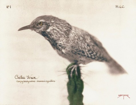 jr-photog-dbg-laszlolayton.wren (1)