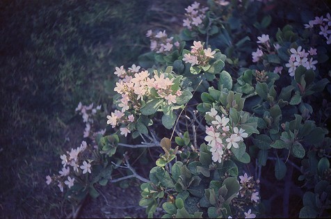 Tarara_Theresa_4_800px