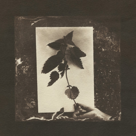 StingingNettle_Claire Warden_800px