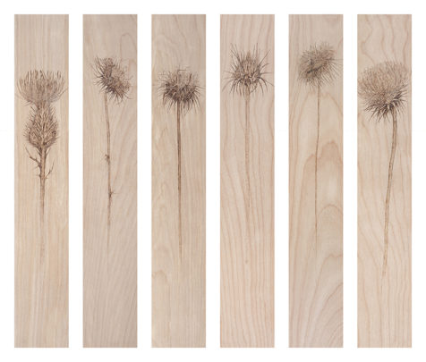 Sonoran Desert Thistles by Alexandra Bowers_800