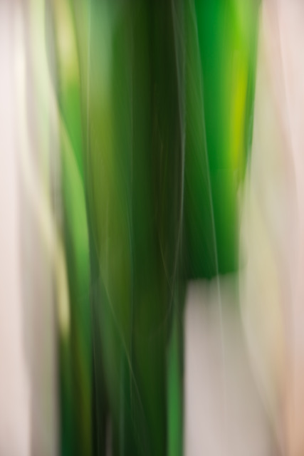 Image by Susan Ruscetti